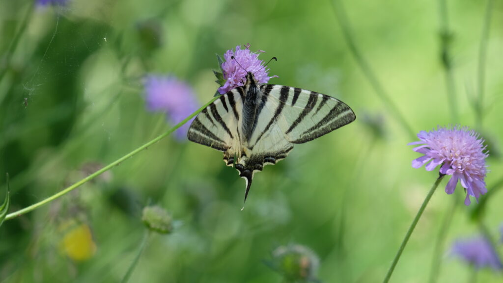 Espace naturel sensible (ENS)
