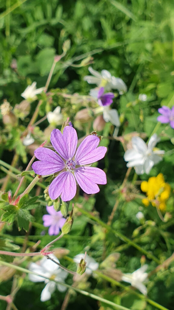 Natura 2000